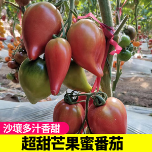 芒果蜜番茄种子水果超甜果春四季盆栽苗播种蔬菜籽牛心西红柿种孑