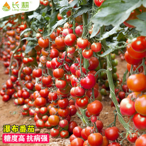超甜瀑布小番茄种籽圣女果西红柿种子苗孑千禧四季盆栽蔬菜苗阳台