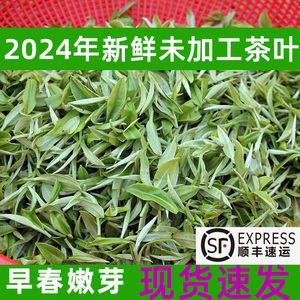 2024年新春茶广西新鲜茶叶原料未加工鲜叶嫩芽可打恭城油茶500克