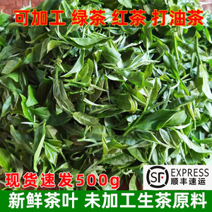 2024年广西茶新鲜茶叶原料未加工鲜叶嫩芽可打恭城油茶打擂茶一斤