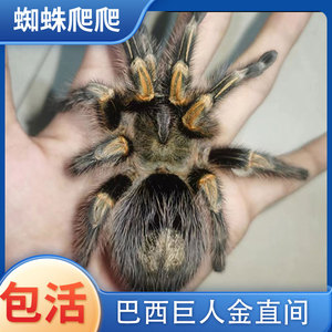 巴西巨人金直间蜘蛛1-15CM网红宠物蜘蛛活体温顺好养新手入门品种
