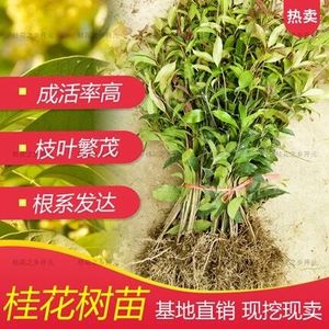 桂花树苗大桂花树小苗绿化家养路边地栽天香台阁好养园林景观树