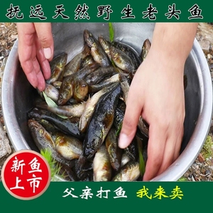 老头鱼黑龙江特产淡水鱼大头鱼东北自然生长新鲜山胖头食用小杂鱼