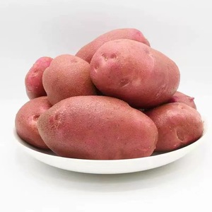 宁夏西吉红皮土豆农家自种沙面粉糯固原马铃薯种子蔬菜食品包邮