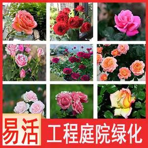 迷你玫瑰小月季盆栽带花苞发货四季开花观花绿植物庭院室内外阳台