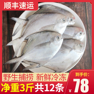 3斤舟山鲳鱼新鲜冷冻东海银鲳鱼白鳊小昌鱼平鱼鲜活海鲜水产包邮