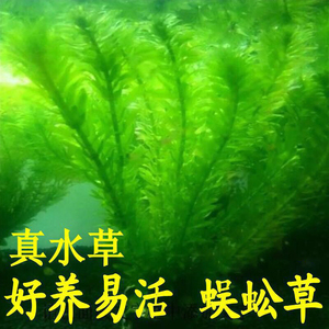 斗鱼水草孔雀鱼缸水草造景植物造氧专用净水真草蜈蚣草绿菊一叶莲