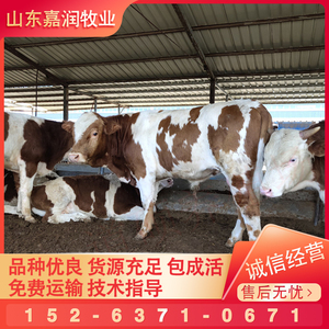 鲁西黄牛活牛肉牛崽种牛西门塔尔牛活体小牛养殖技术