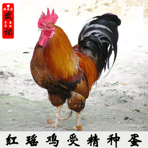 红瑶鸡种蛋可孵化土鸡柴鸡青脚土鸡芦花贵妃五黑鸡受精蛋10枚包邮