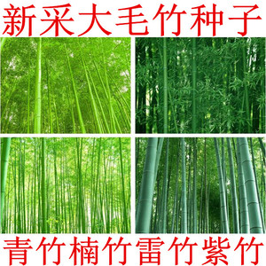 大型毛竹种子 青竹苗籽 楠竹刚竹种子 四季竹子 雷竹食用竹笋种子