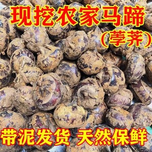 广西荔浦马蹄 种植新鲜现挖荸荠包邮9斤一级中果脆甜无渣水果蔬菜