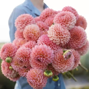 进口大丽花种球四季花卉盆栽室内外地栽大丽菊地瓜花球根花卉植物