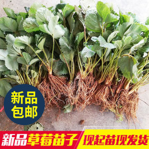 奶油草莓苗秧阳台四季种植果树苗甜查理红颜草莓种苗盆栽当年结果