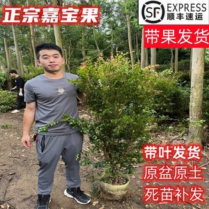 嘉宝果树苗树葡萄苗果树四季艾斯卡沙巴盆栽阳台庭院当年结果包活