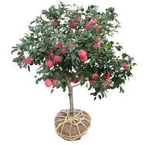 特大日本红富士脆甜苹果树苗嫁接地栽盆栽苹果苗南方种植当年结果