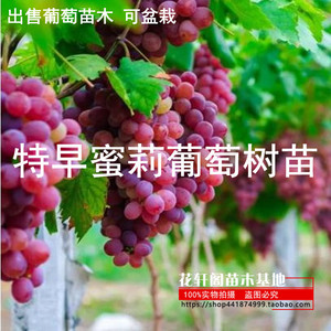 出售葡萄苗木 可盆栽 特早蜜莉葡萄树苗 当年结果的盆栽葡萄树苗