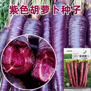 胡萝卜种子种籽红水果萝卜四季籽种蔬菜孑盆栽阳台紫色黄胡罗卜种