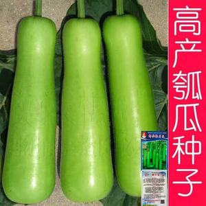 高产瓠瓜种子清香短瓠蒲瓜种籽短棒农家四季葫芦瓜瓠水瓜蔬菜种孑