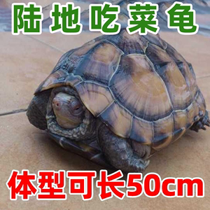陆地巨型草龟吃菜龟活体特大乌活物小龟苗宠物罕见大型长寿认主龟