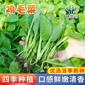 鸡毛菜种子上海青小油菜种籽菜籽耐寒四季春季盆栽青菜农家蔬菜孑
