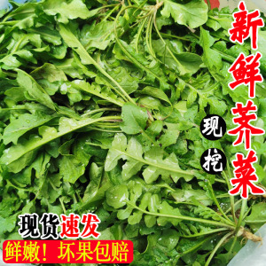 荠荠菜新鲜野生现挖包邮4斤 天然野菜地菜齐菜包子馅芥菜商用农家