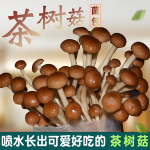 茶树菇菌包袋装蘑菇种植包菌种盆栽家种菌菇香菇食用家庭新鲜菌棒