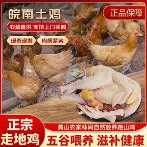 安徽特产超大老母鸡正宗土鸡农家散养鸡走地鸡月子鸡现杀粮食散养