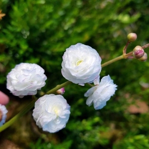 重瓣茨菇慈姑苗挺水水上叶古法养鱼水草观赏慈菇挺水庭院鱼缸造景