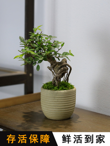 榆树老桩盆景小叶造型提根植物室内办公室茶几桌面绿植盆栽树苗