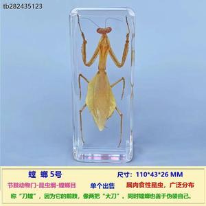 螳螂标本真实昆虫标本摆件把玩书镇纸镇尺寸110*43*26mm透明