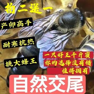 四川阿坝蜂王子种王开产王特大号广西中蜂产卵王高产中华蜜蜂出售