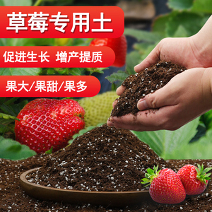 种草莓专用土营养土阳台草莓肥料专用肥料盆栽草莓苗土壤种植泥土