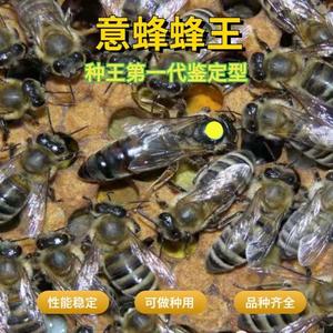 意蜂蜂王松丹中蜜一号蜜浆产卵王蜜蜂群蛋群带王带子脾工蜂处女王