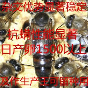 【开始发了】意蜂蜂王中蜜一号活体交尾开产王新王种王处女王品种