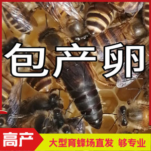 中蜂蜂王强群种王蜜蜂新产卵王四川阿坝天柱纯种广西土蜂新开产王