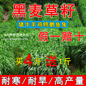 秋冬牧70黑麦草子种籽四季多年生猪牛羊鸡鸭鹅鱼高产牧草草种籽子