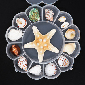 天然海螺贝壳海星礼盒装标本儿童海洋生物科普幼儿园礼物diy材料