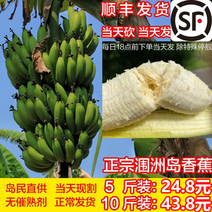 广西北海涠洲岛香蕉火山绿皮青皮蕉5斤10斤装无加剂自然捂熟水果