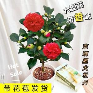 香妃山茶花盆栽植物室内外四季好养阳台客厅庭院耐寒名贵茶花