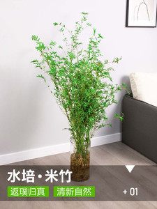水培米竹带根竹子盆栽绿植物室内客厅水养观音竹小型凤尾观赏竹苗