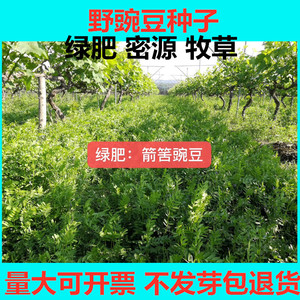 箭舌豌豆野豌豆种子果树绿肥蜜源植物小苕子高蛋白牧草果树除草