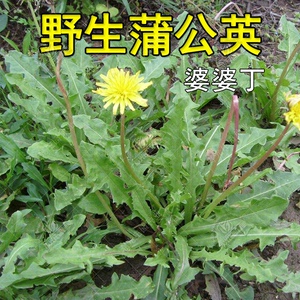 野生蒲公英种籽的种子种植婆婆丁浦公英四季盆栽食用蔬菜野菜苗孑