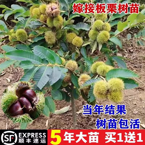 板栗苗树嫁接地栽南方北方种植大红袍当年结果特大板栗树果树果苗