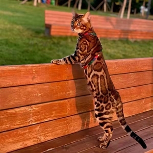 纯种孟加拉豹猫活体幼崽玫瑰纹金豹银豹雪豹宠物猫咪赛级血统猫舍