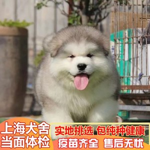 阿拉斯加犬幼犬纯种幼崽黑色白色雪橇大型犬宠物狗狗上海cku犬舍
