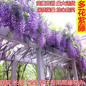 日本多花长穗紫藤花苗爬藤植物树苗老桩盆景紫滕紫腾大型树桩耐寒