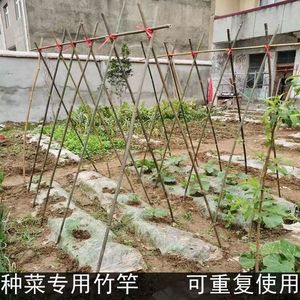 竹竿棍地插四季豆架子院墙围栏种番茄丝瓜苦瓜西红柿蔬菜竹杆2米