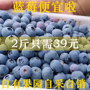 新鲜蓝莓鲜果大果水果蓝莓王当季蓝梅特大果孕妇兰梅怡颗甜莓蓝莓