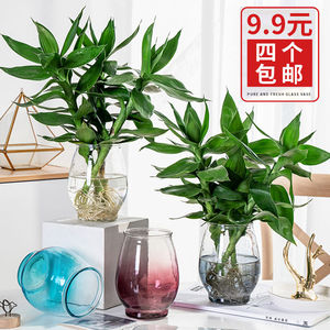创意北欧水培植物观音竹玻璃花瓶绿萝富贵竹插花瓶创意室内桌面