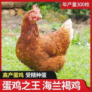 海兰褐种蛋鸡受精蛋可孵化的小鸡活苗仔土鸡高产种蛋纯种30枚包邮